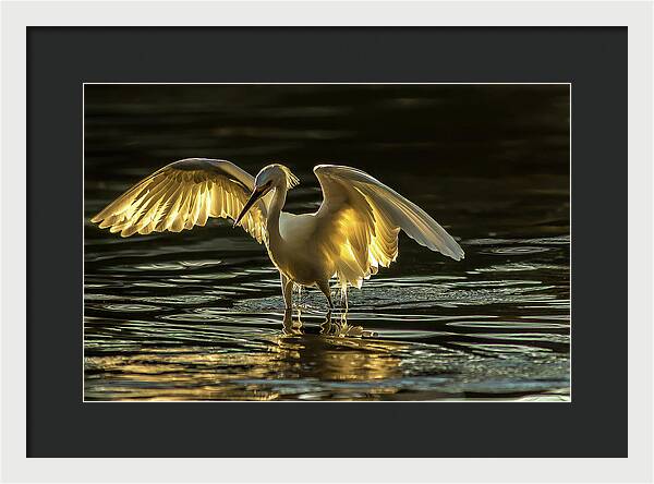 Light Dancer - Framed Print