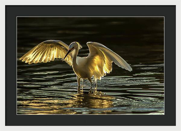 Light Dancer - Framed Print