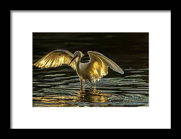 Light Dancer - Framed Print