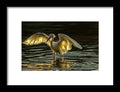 Light Dancer - Framed Print