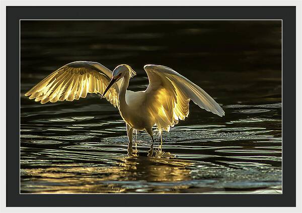 Light Dancer - Framed Print