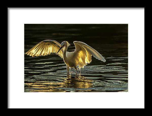 Light Dancer - Framed Print