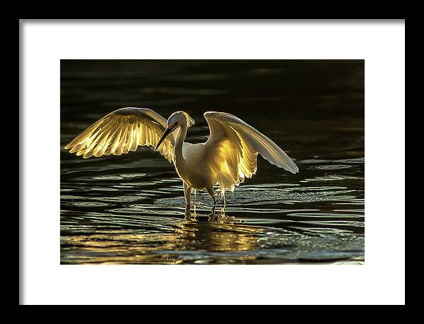 Light Dancer - Framed Print