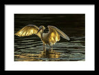 Light Dancer - Framed Print