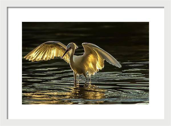Light Dancer - Framed Print