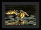 Light Dancer - Framed Print