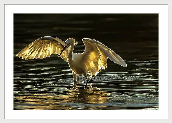 Light Dancer - Framed Print