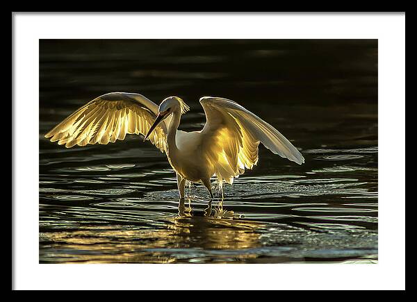 Light Dancer - Framed Print