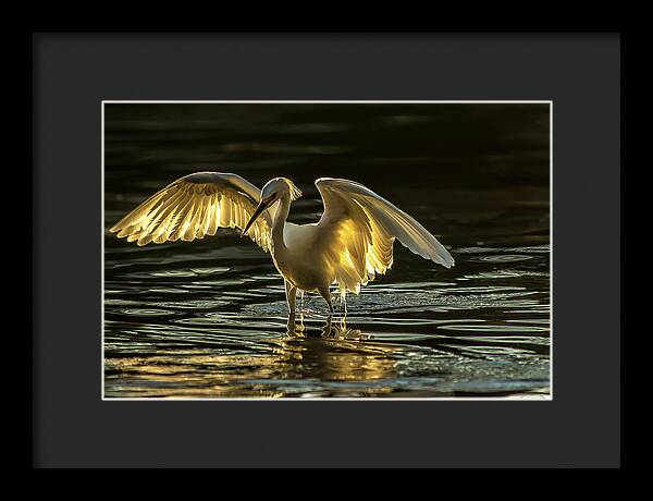 Light Dancer - Framed Print