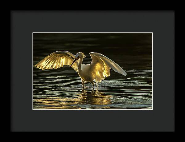 Light Dancer - Framed Print