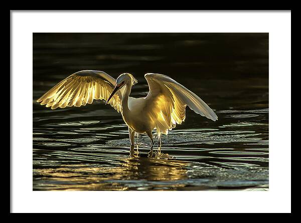 Light Dancer - Framed Print