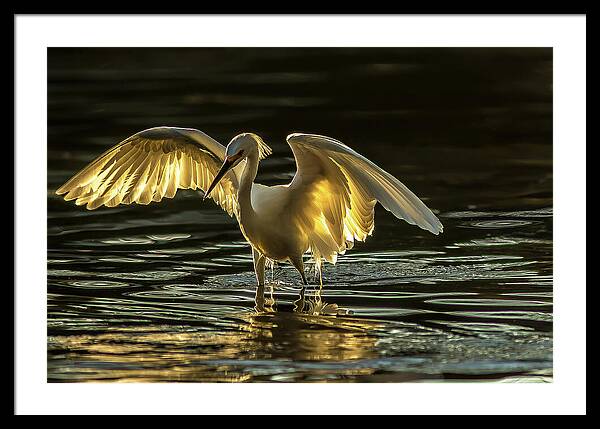 Light Dancer - Framed Print