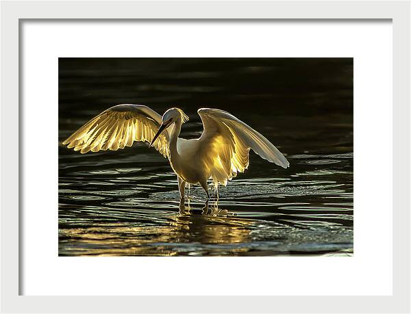 Light Dancer - Framed Print
