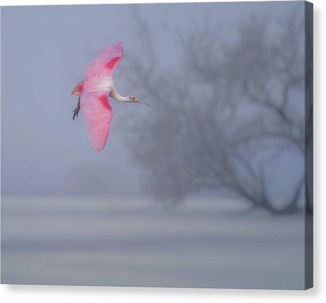 Pink veil - Canvas Print