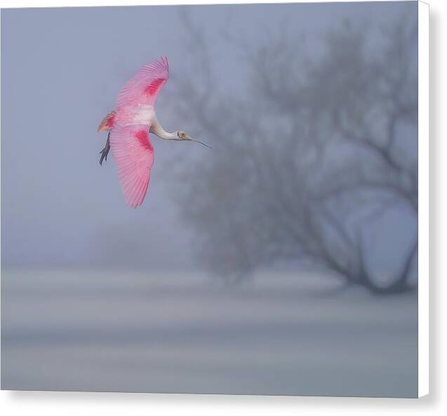 Pink veil - Canvas Print