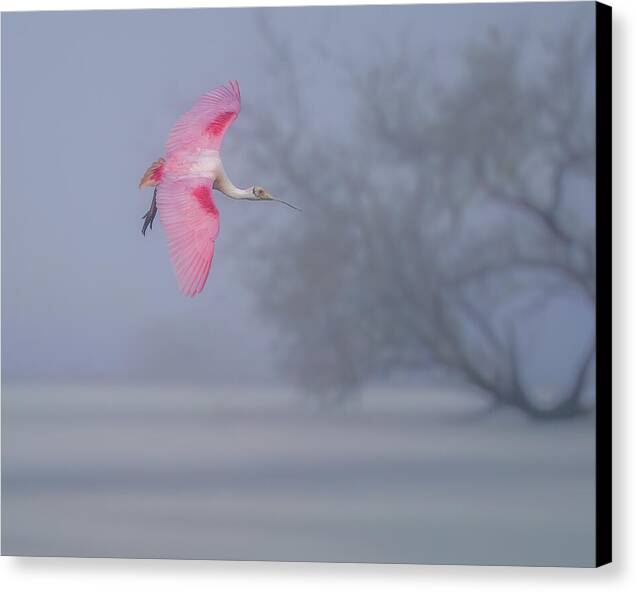 Pink veil - Canvas Print