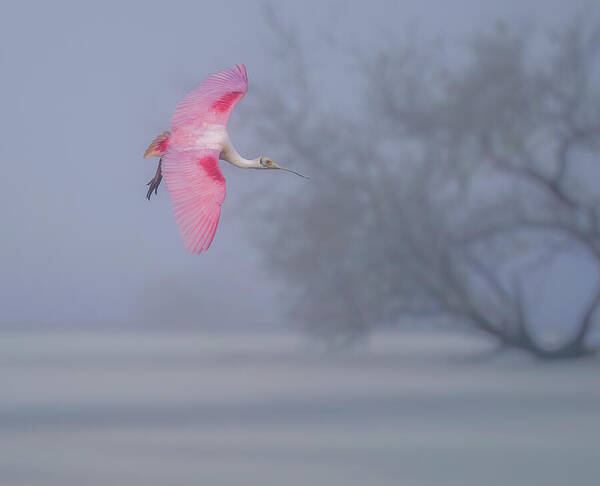 Pink veil - Art Print