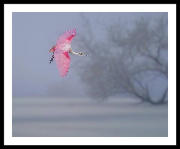 Pink veil - Framed Print