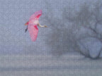Pink veil - Puzzle