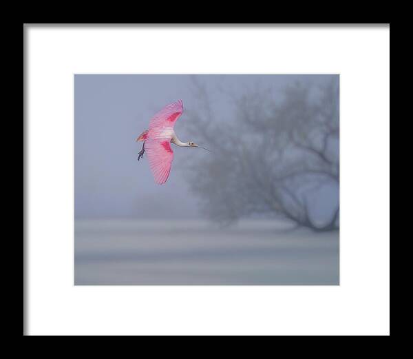 Pink veil - Framed Print