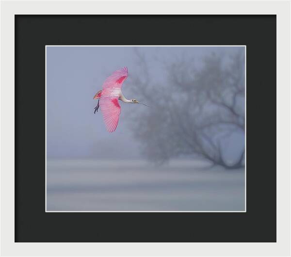 Pink veil - Framed Print