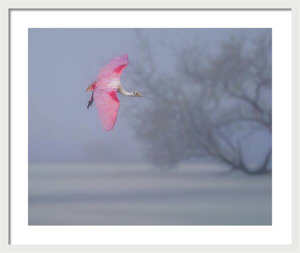 Pink veil - Framed Print