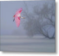 Pink veil - Metal Print