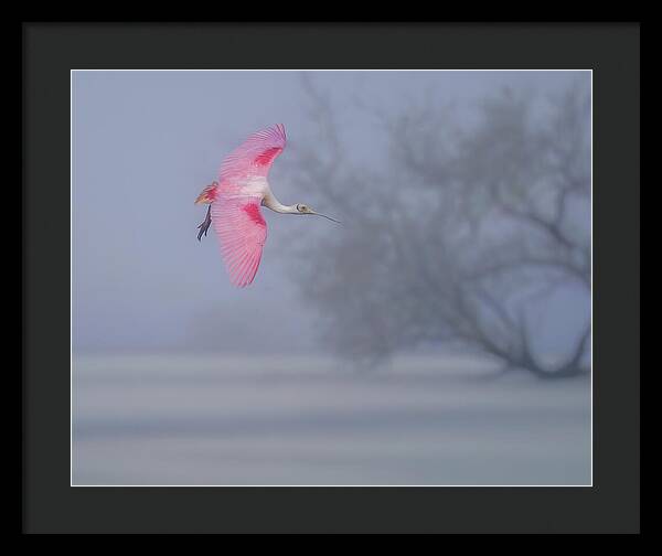 Pink veil - Framed Print