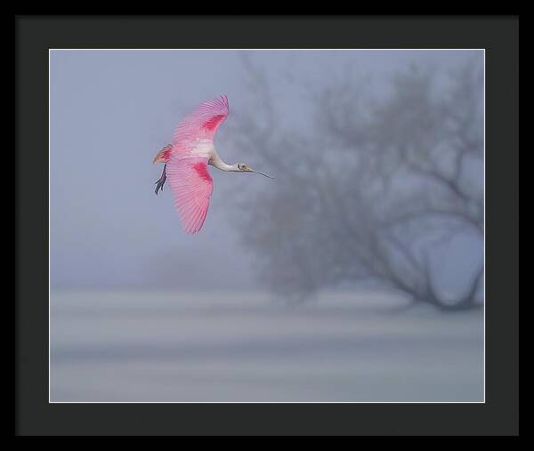 Pink veil - Framed Print