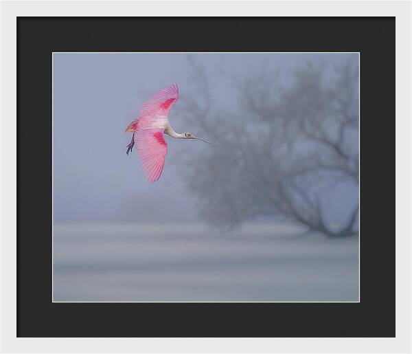 Pink veil - Framed Print