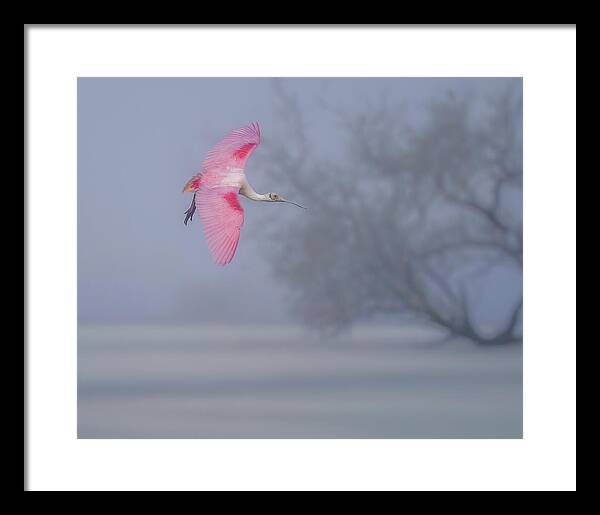 Pink veil - Framed Print