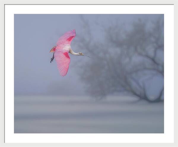 Pink veil - Framed Print
