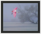 Pink veil - Framed Print