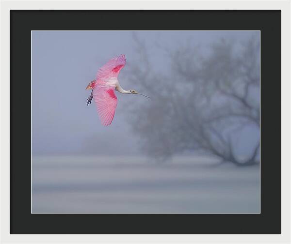 Pink veil - Framed Print