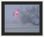 Pink veil - Framed Print