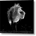 Rousing - Metal Print