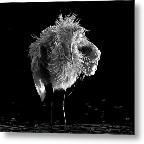 Rousing - Metal Print
