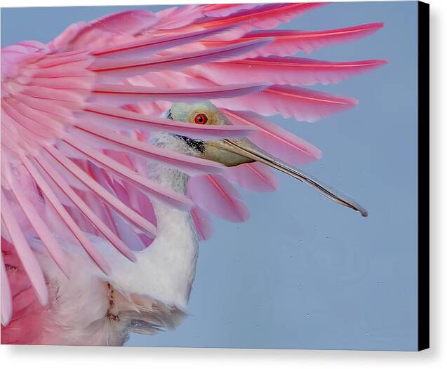 Sanctuary - Canvas Print