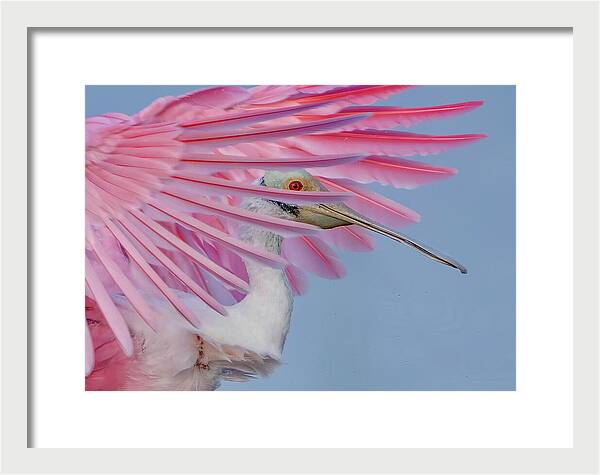 Sanctuary - Framed Print