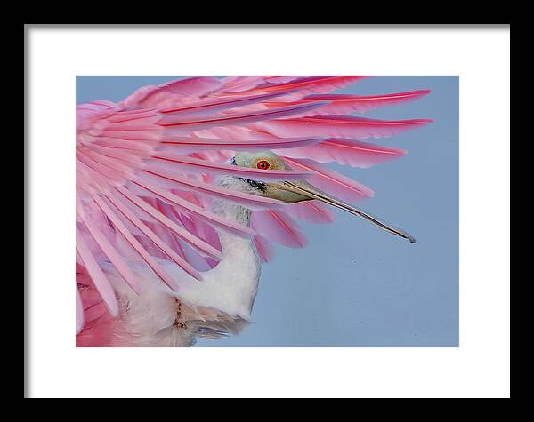 Sanctuary - Framed Print