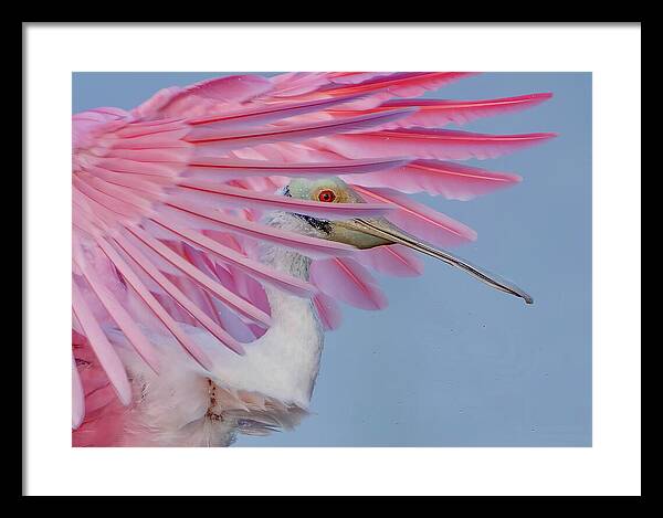 Sanctuary - Framed Print