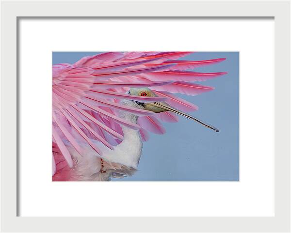 Sanctuary - Framed Print