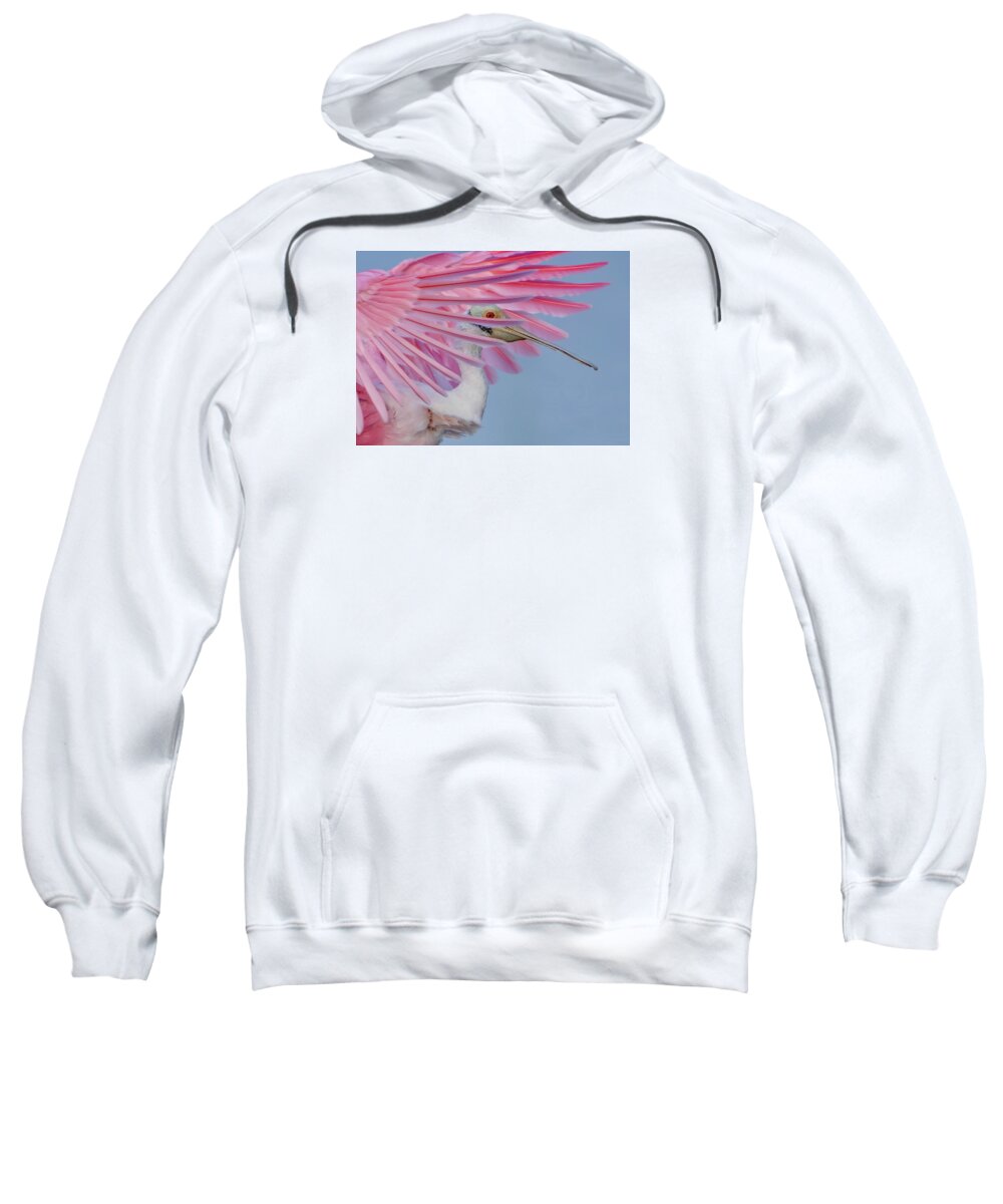 Sanctuary - Sweatshirt