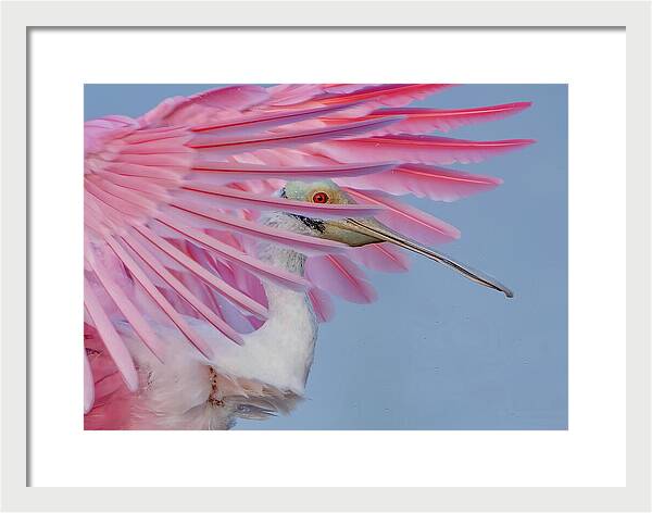 Sanctuary - Framed Print
