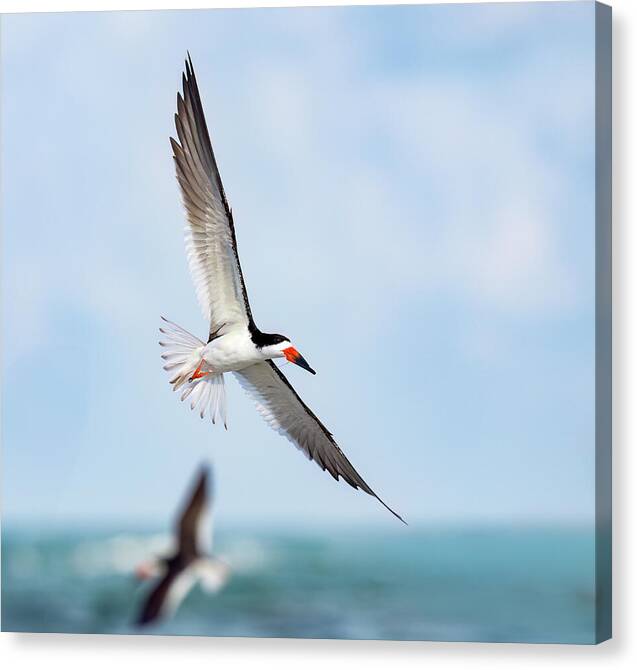 Skimming the light - Canvas Print