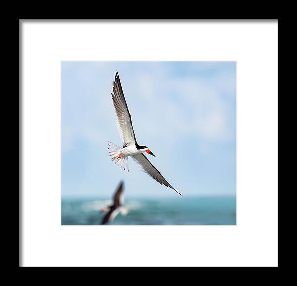 Skimming the light - Framed Print
