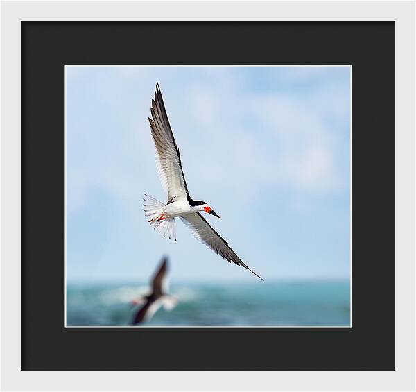 Skimming the light - Framed Print