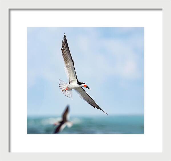 Skimming the light - Framed Print