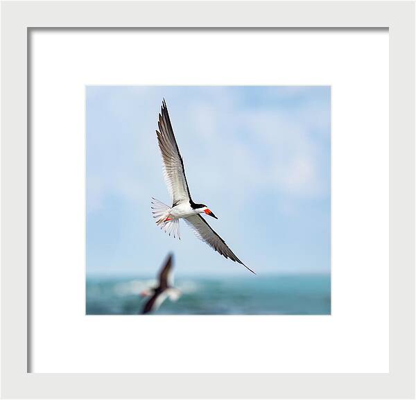 Skimming the light - Framed Print