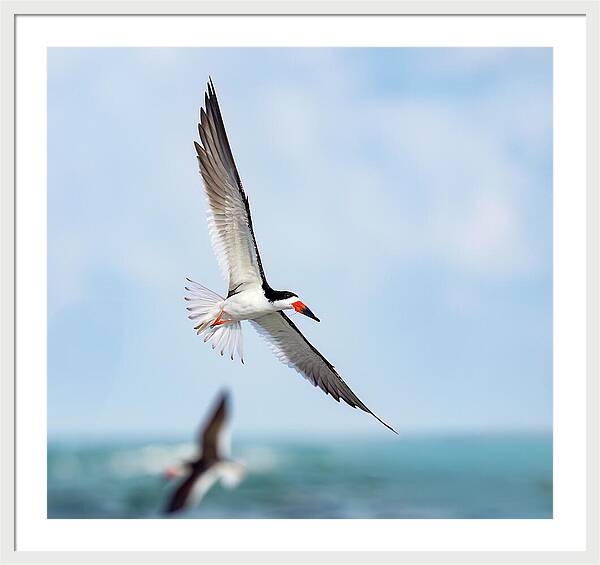 Skimming the light - Framed Print